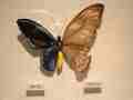 Ornithoptera priamus urvillianus (bilateral gynandromorph,DSC_0087) (Internet Image property of respective owner, non-commercial use only)